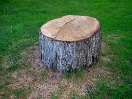 Best Commercial Tree Services  in Riceville, TN