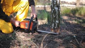 Best Palm Tree Trimming  in Riceville, TN