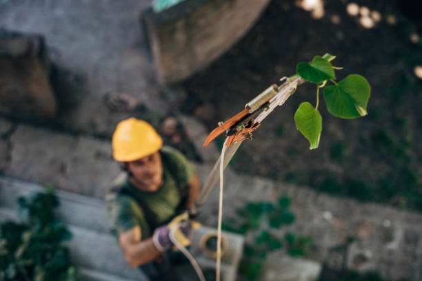 Best Tree Removal  in Riceville, TN