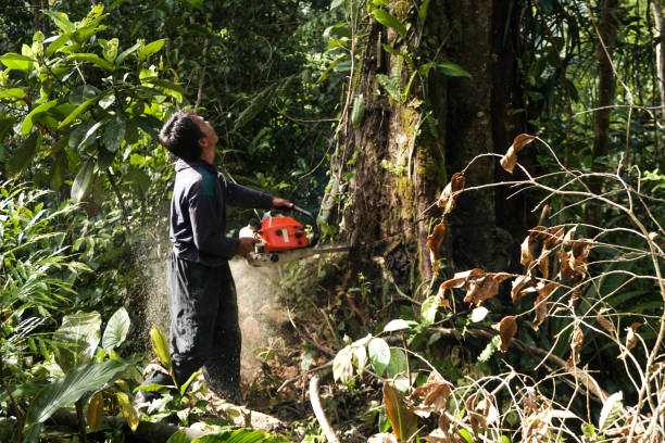 Best Hazardous Tree Removal  in Riceville, TN