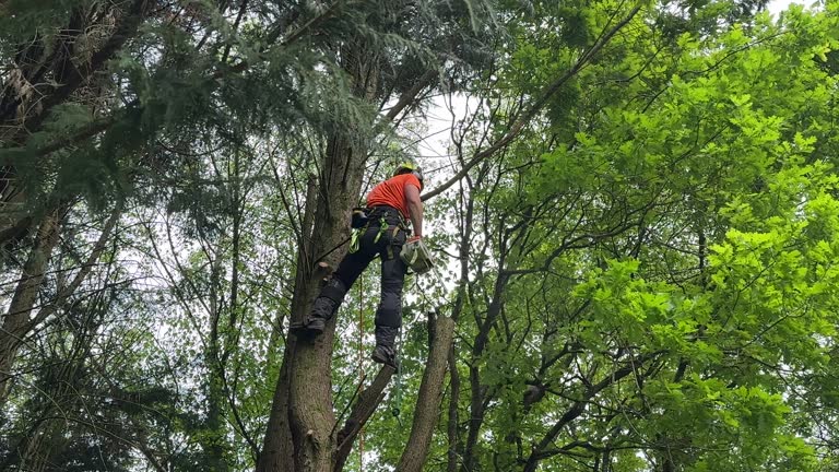 Best Tree Cabling and Bracing  in Riceville, TN