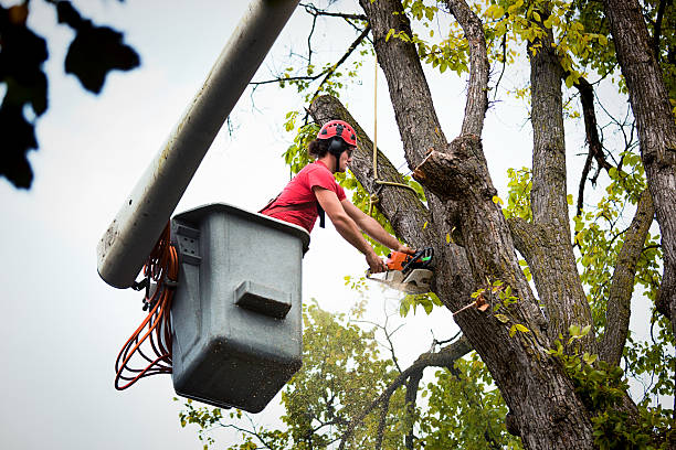 Best Tree Trimming and Pruning  in Riceville, TN