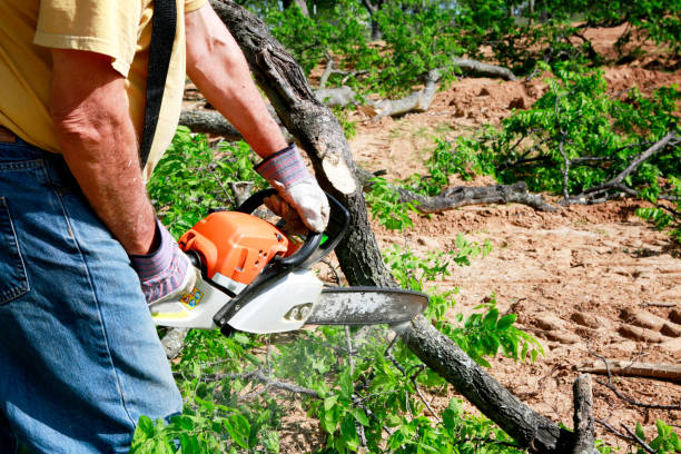 Organic Lawn Care Solutions in Riceville, TN